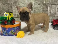 Potatoe, a male French Bulldog for sale in Richmond, VA – Photo 4 of 4