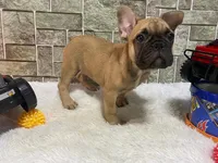 Potatoe, a male French Bulldog for sale in Richmond, VA – Photo 3 of 4