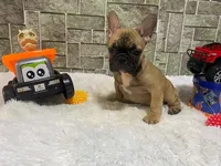 Potatoe, a male French Bulldog for sale in Richmond, VA – Photo 1 of 4