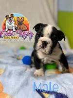 Hondo , a male English Bulldog for sale in Richmond, VA – 4 of 4