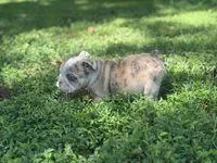 Pheonix, a male English Bulldog for sale in Richmond, VA – 5 of 5