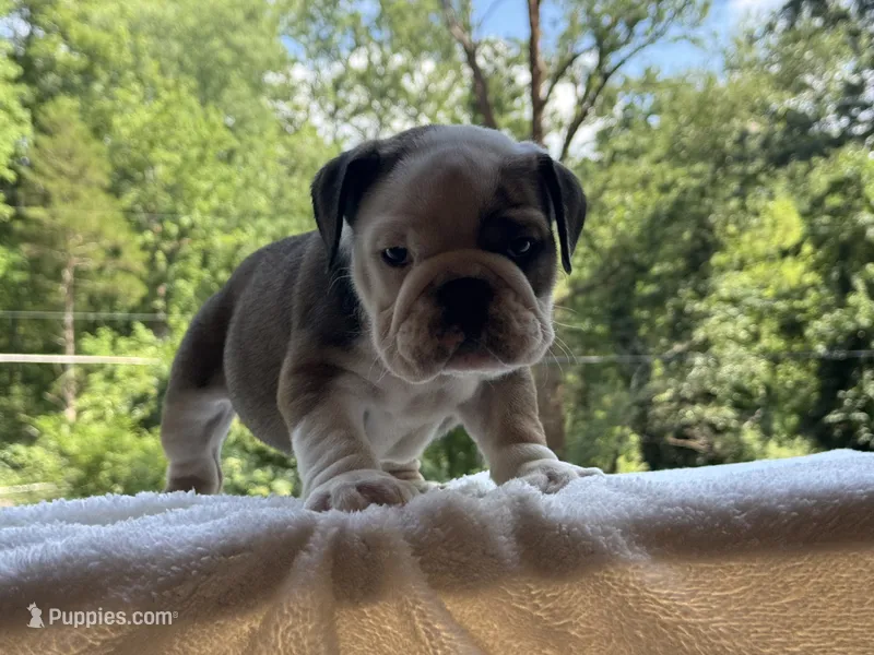 Froggy – English Bulldog puppy for sale in Richmond, VA