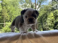Froggy, a male English Bulldog for sale in Richmond, VA – 1 of 4