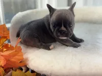 Diego , a male French Bulldog for sale in Richmond, VA – 2 of 4