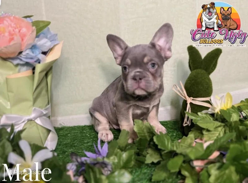 Shade – French Bulldog puppy for sale in Richmond, VA