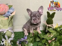 Shade, a male French Bulldog for sale in Richmond, VA – Photo 1 of 2