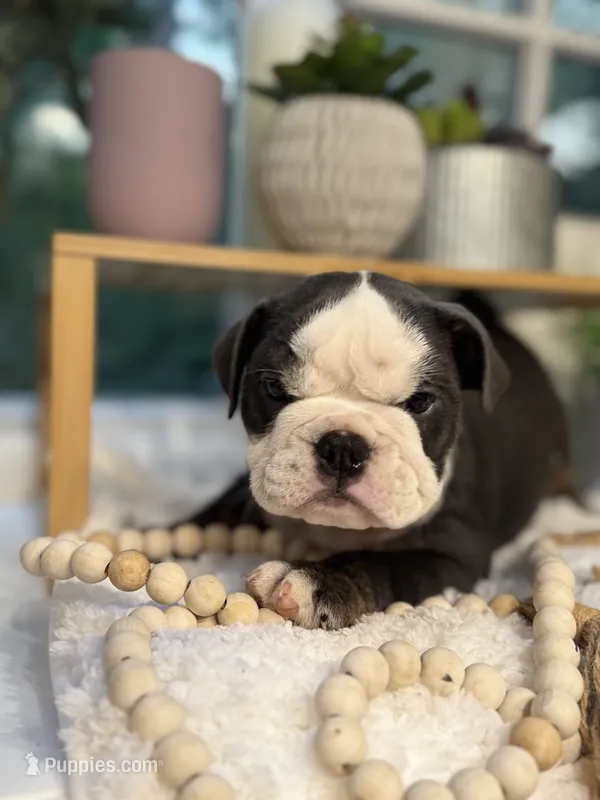 Autum – English Bulldog puppy for sale in Richmond, VA