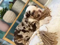 Willow , a female English Bulldog for sale in Richmond, VA – 2 of 4