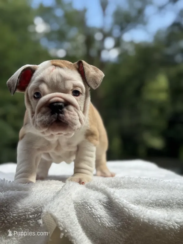 Sasha  – English Bulldog puppy for sale in Richmond, VA