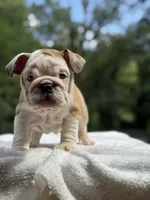 Sasha , a female English Bulldog for sale in Richmond, VA – 1 of 4