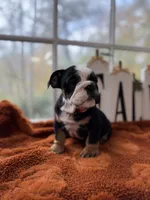 Don, a male English Bulldog for sale in Richmond, VA – 3 of 3