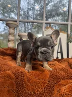 Cinnamon, a female French Bulldog for sale in Richmond, VA – 3 of 3