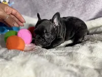 Apple , a female French Bulldog for sale in Richmond, VA – 3 of 3