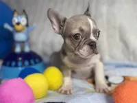 Sunshine , a female French Bulldog for sale in Richmond, VA – 2 of 4