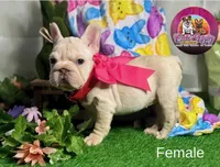 Noelia, a female French Bulldog for sale in Richmond, VA – Photo 3 of 3