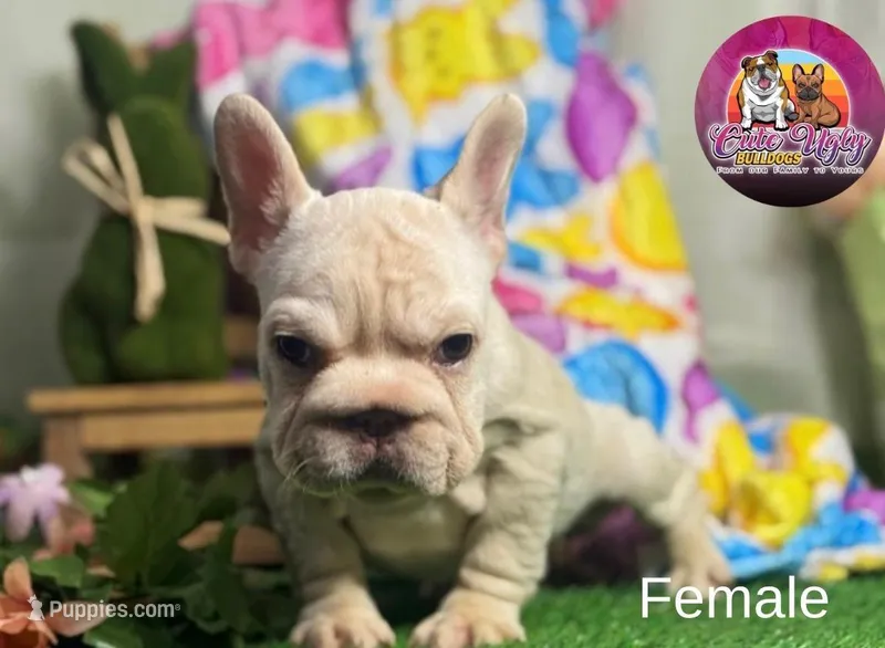 Noelia, a female French Bulldog for sale in Richmond, VA – Photo 1 of 3