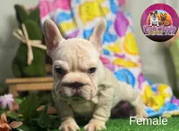 Noelia, a female French Bulldog for sale in Richmond, VA – Photo 1 of 3