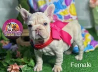 Noelia, a female French Bulldog for sale in Richmond, VA – Photo 2 of 3