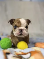 Nacho, a male English Bulldog for sale in Richmond, VA – 4 of 5