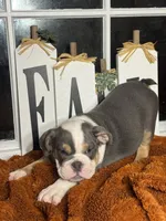 King Charles, a male English Bulldog for sale in Richmond, VA – 2 of 4