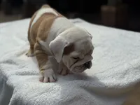 Ellie , a female English Bulldog for sale in Richmond, VA – 2 of 3