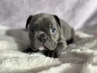 Max, a male French Bulldog for sale in Richmond, VA – 1 of 3