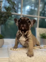 Pancho, a male French Bulldog for sale in Richmond, VA – 3 of 5