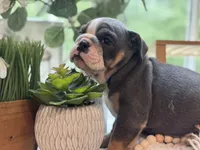 Selena, a female English Bulldog for sale in Richmond, VA – 4 of 4