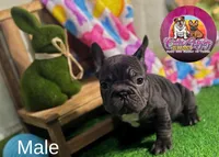 Muffin, a male French Bulldog for sale in Richmond, VA – Photo 2 of 4