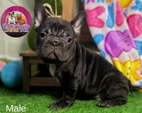 Muffin, a male French Bulldog for sale in Richmond, VA – Photo 4 of 4