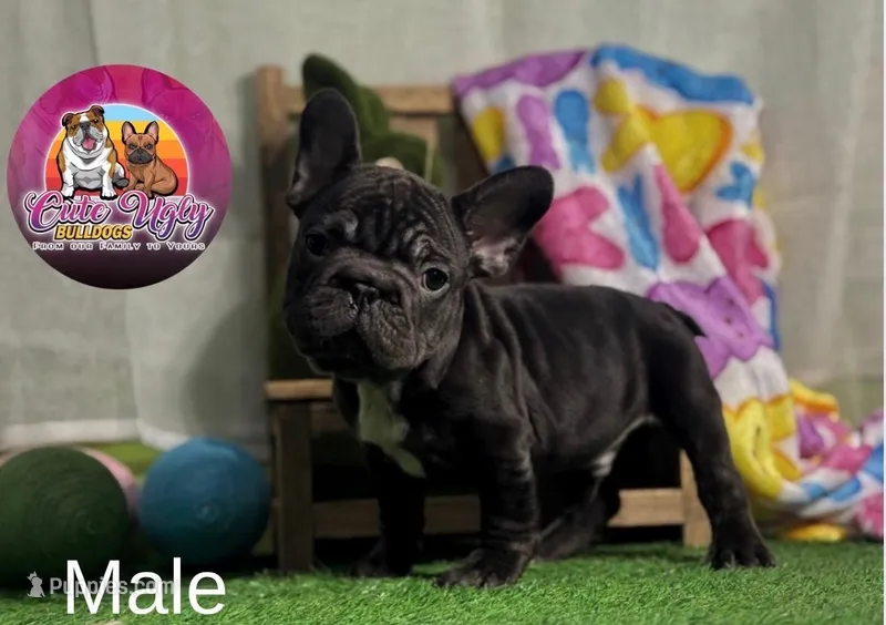 Muffin, a male French Bulldog for sale in Richmond, VA – Photo 1 of 4