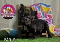Muffin, a male French Bulldog for sale in Richmond, VA – Photo 1 of 4