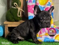 Muffin, a male French Bulldog for sale in Richmond, VA – Photo 3 of 4