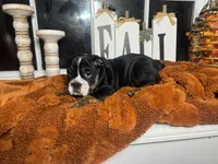 Scarlett , a female English Bulldog for sale in Richmond, VA – 3 of 3