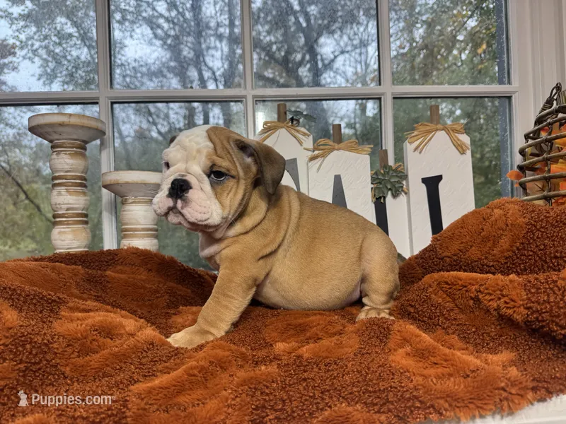 Po – English Bulldog puppy for sale in Richmond, VA