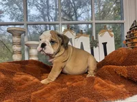 Po, a male English Bulldog for sale in Richmond, VA – 1 of 4