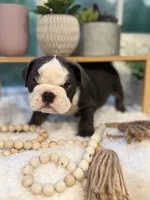 Autum, a female English Bulldog for sale in Richmond, VA – 4 of 4