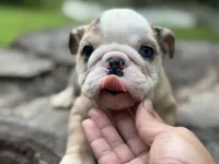 Gator, a male English Bulldog for sale in Richmond, VA – 3 of 5
