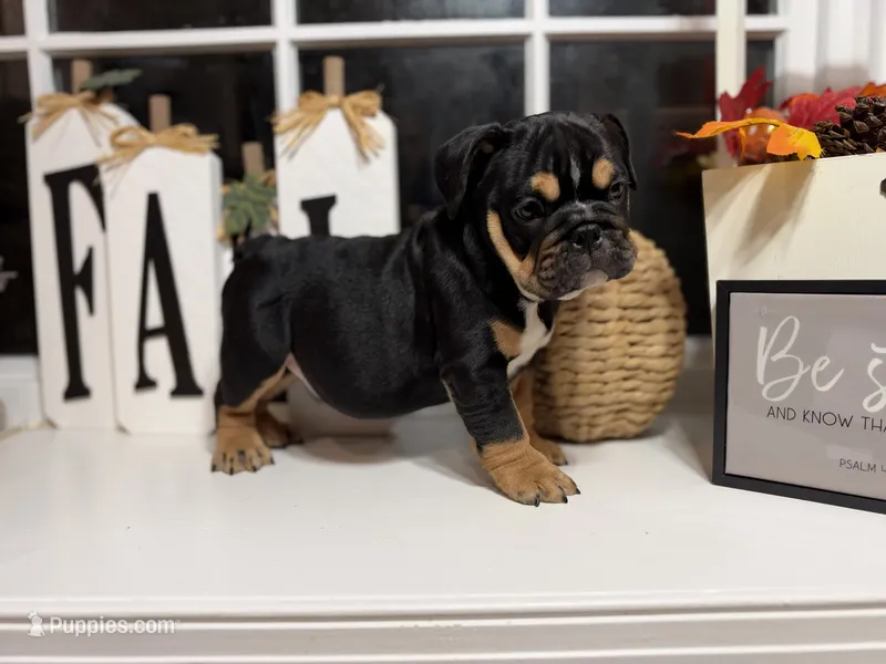 Maple Jack  – English Bulldog puppy for sale in Richmond, VA