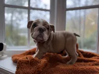 Dominic, a male English Bulldog for sale in Richmond, VA – 3 of 4
