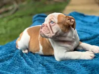 Brittany, a female English Bulldog for sale in Richmond, VA – Photo 5 of 5