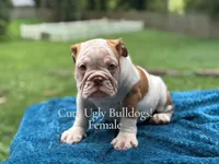 Brittany, a female English Bulldog for sale in Richmond, VA – Photo 1 of 5