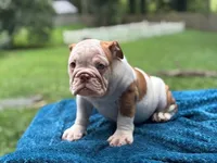 Brittany, a female English Bulldog for sale in Richmond, VA – Photo 4 of 5