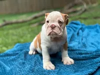 Brittany, a female English Bulldog for sale in Richmond, VA – Photo 3 of 5
