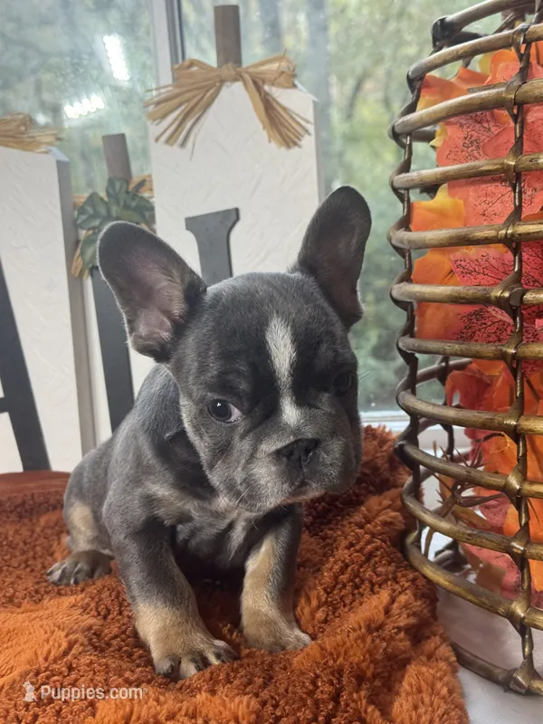Woody – French Bulldog puppy for sale in Richmond, VA