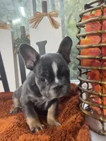 Woody, a male French Bulldog for sale in Richmond, VA – 1 of 3
