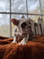 Pascal, a male English Bulldog for sale in Richmond, VA – 4 of 4