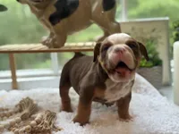 Mocha , a female English Bulldog for sale in Richmond, VA – 3 of 5