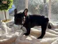 Muffin, a male French Bulldog for sale in Richmond, VA – Photo 3 of 5