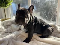 Muffin, a male French Bulldog for sale in Richmond, VA – Photo 5 of 5